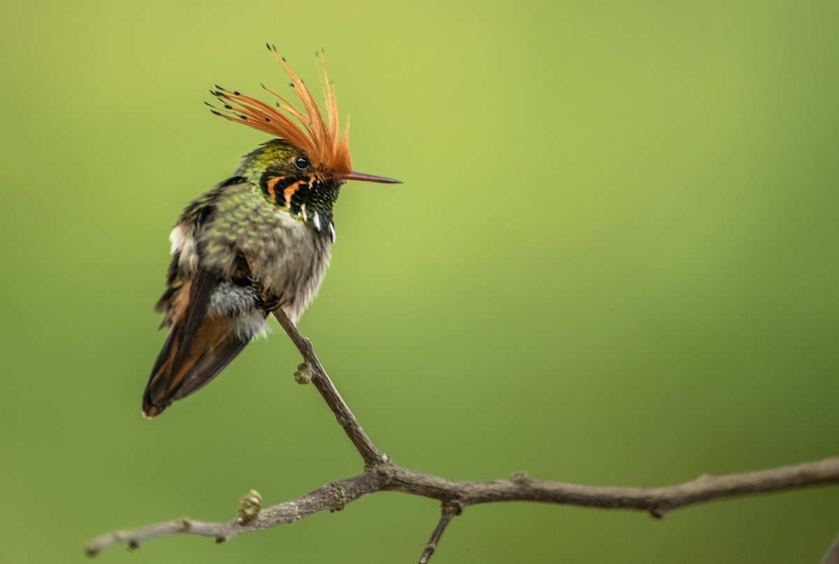 Птичка зунзунито