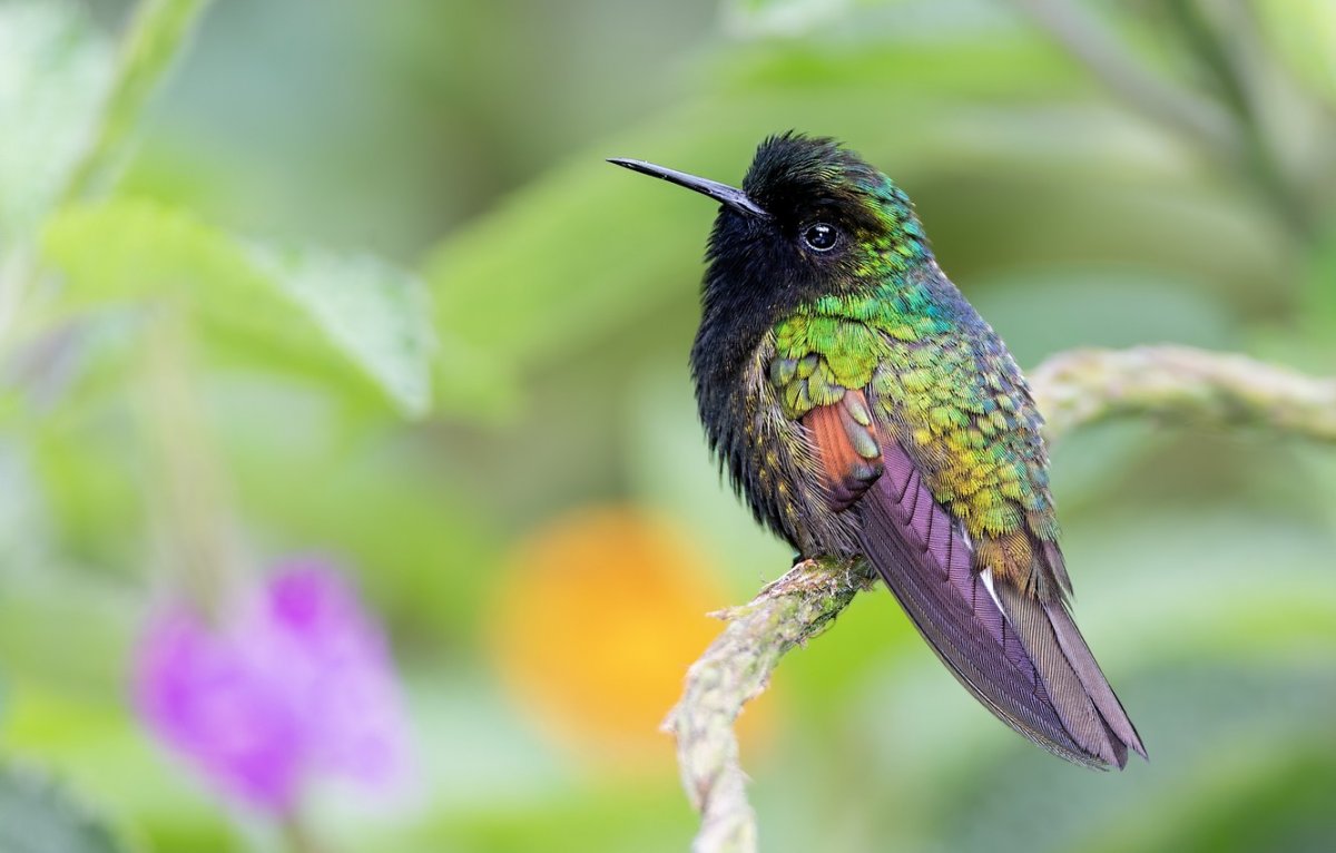 Колибри пикирование