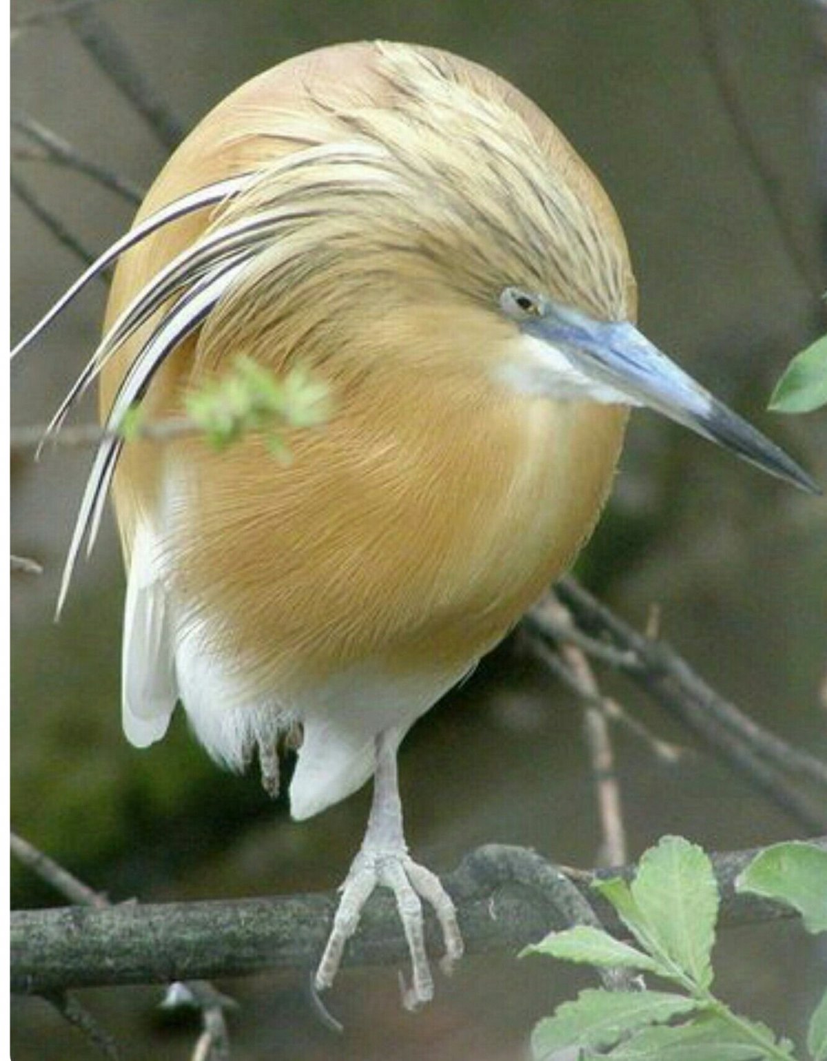 Зунзунито пчелиная птица