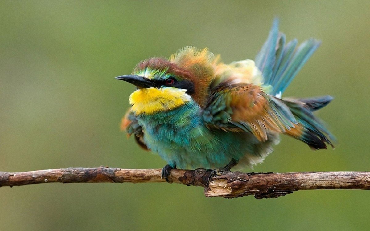 Маленькие яркие птички