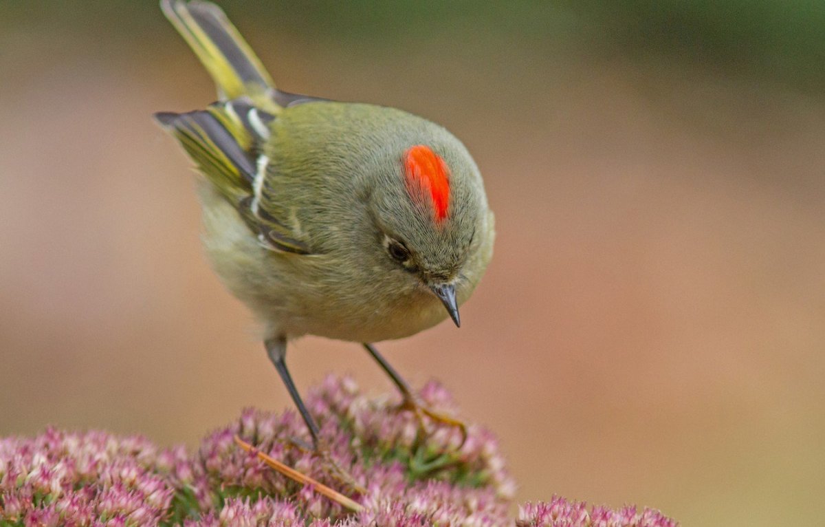 Пеночка птица фото