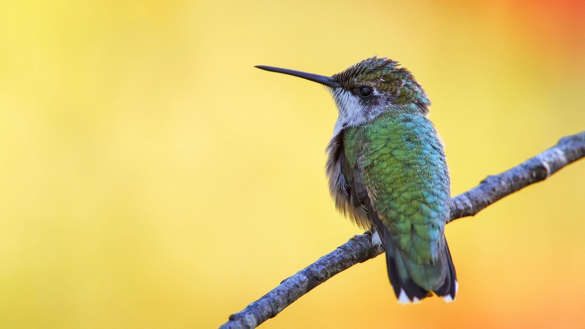 Моритака птица