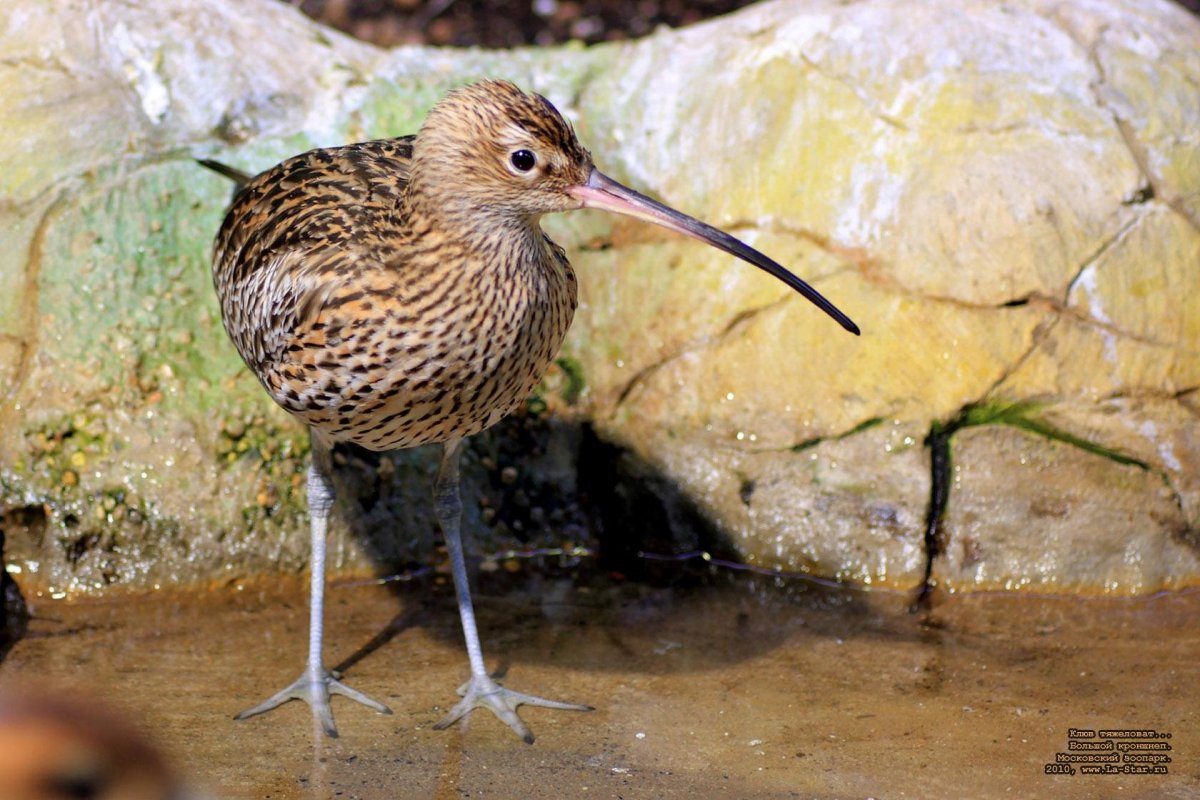 Донской кроншнеп