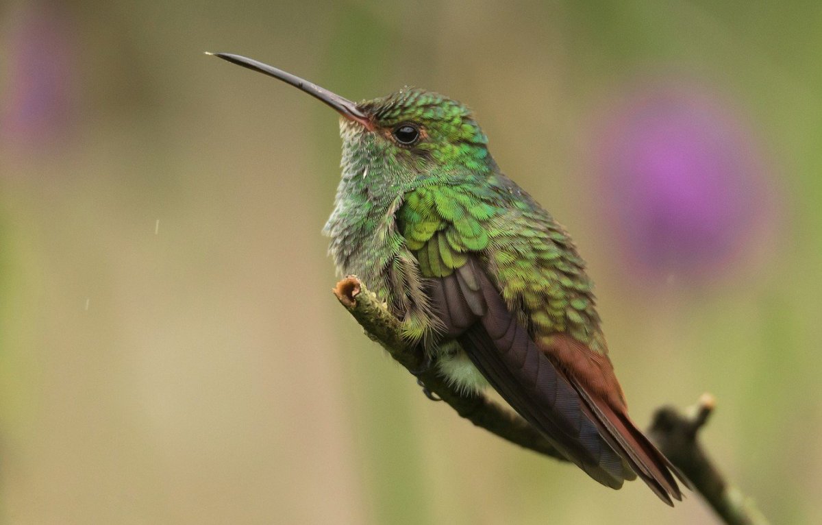 Колибри птица длинный клюв
