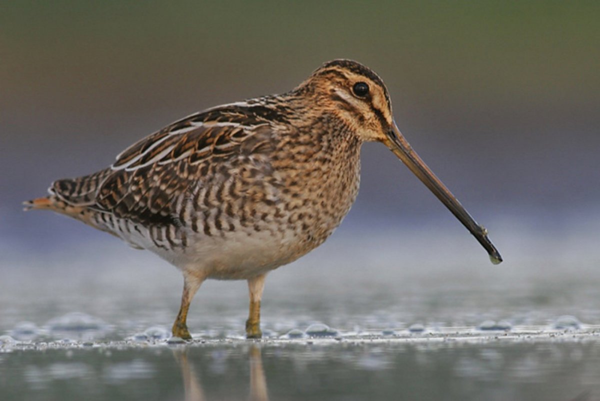 Болотный Бекас