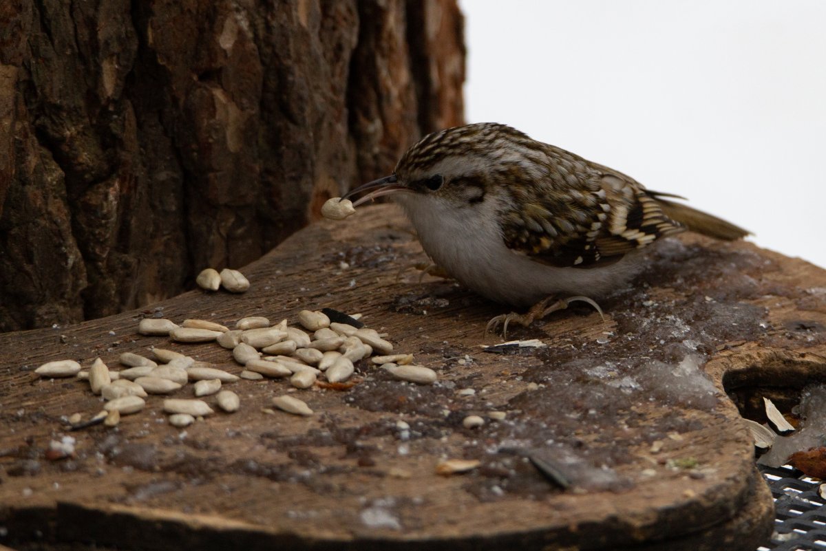 Маленькая птичка с длинным клювом