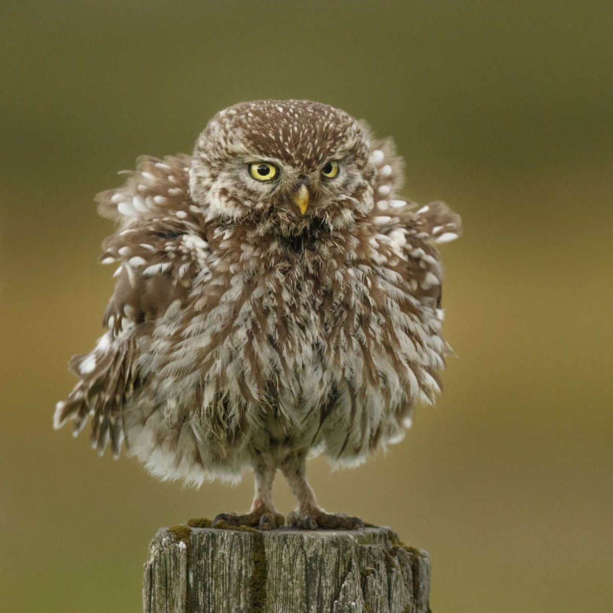 Взъерошенный Совенок