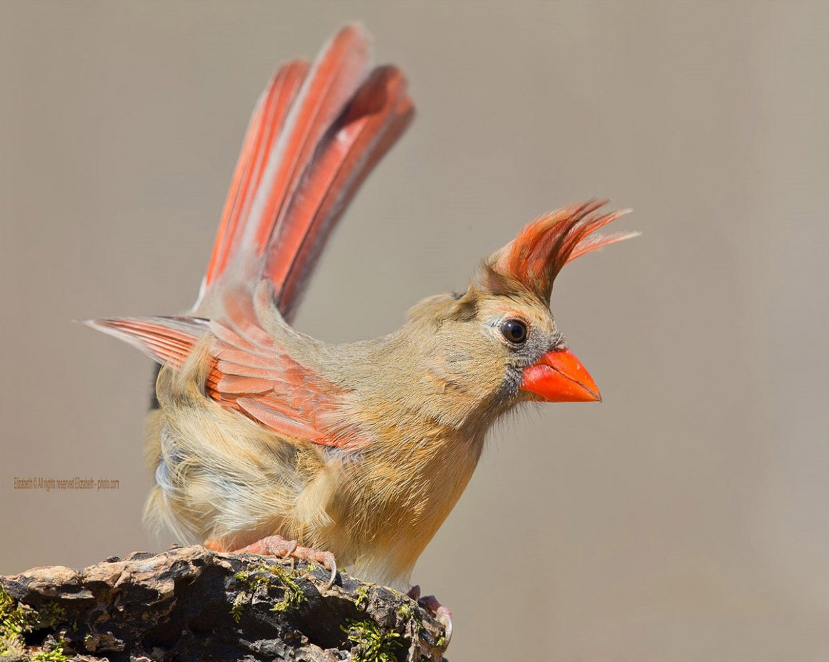 Самка кардинала птица фото