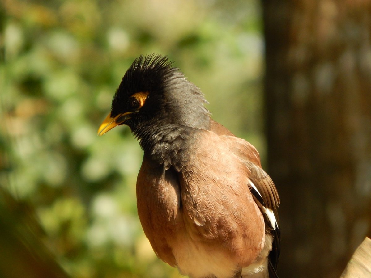 Птицы полным планом
