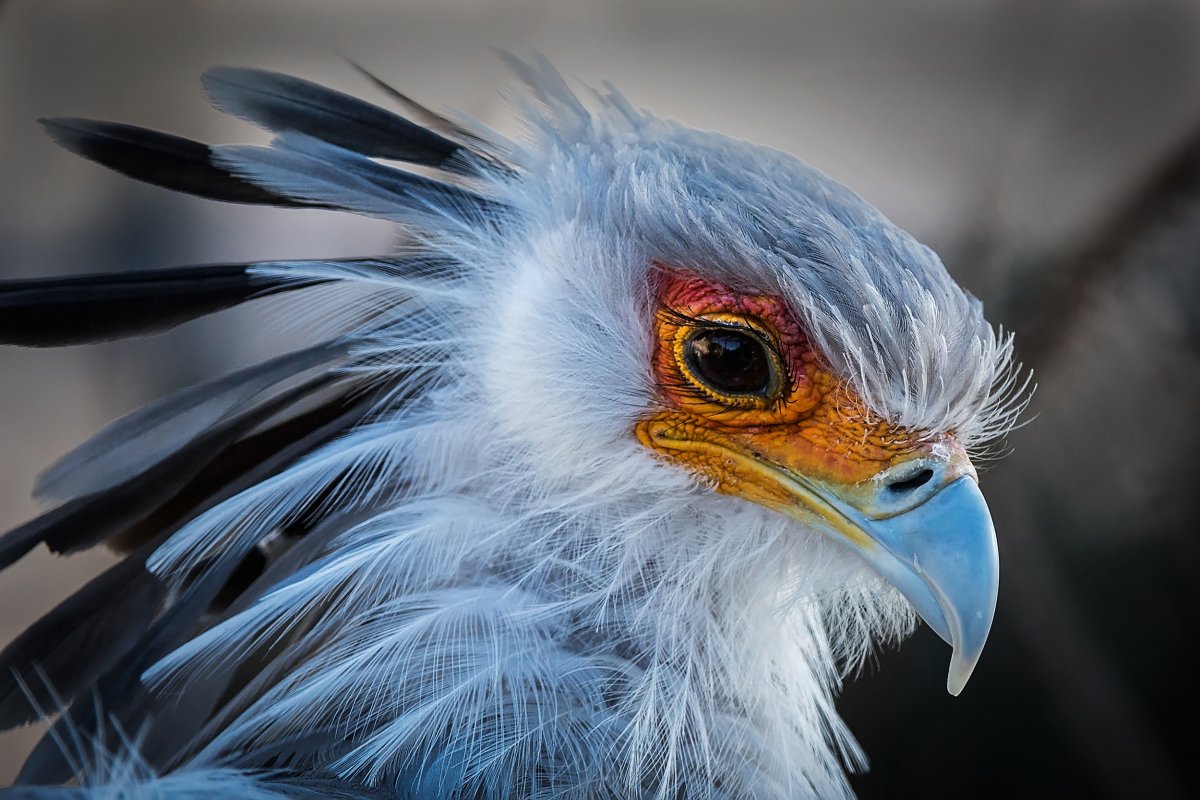 Птица секретарь