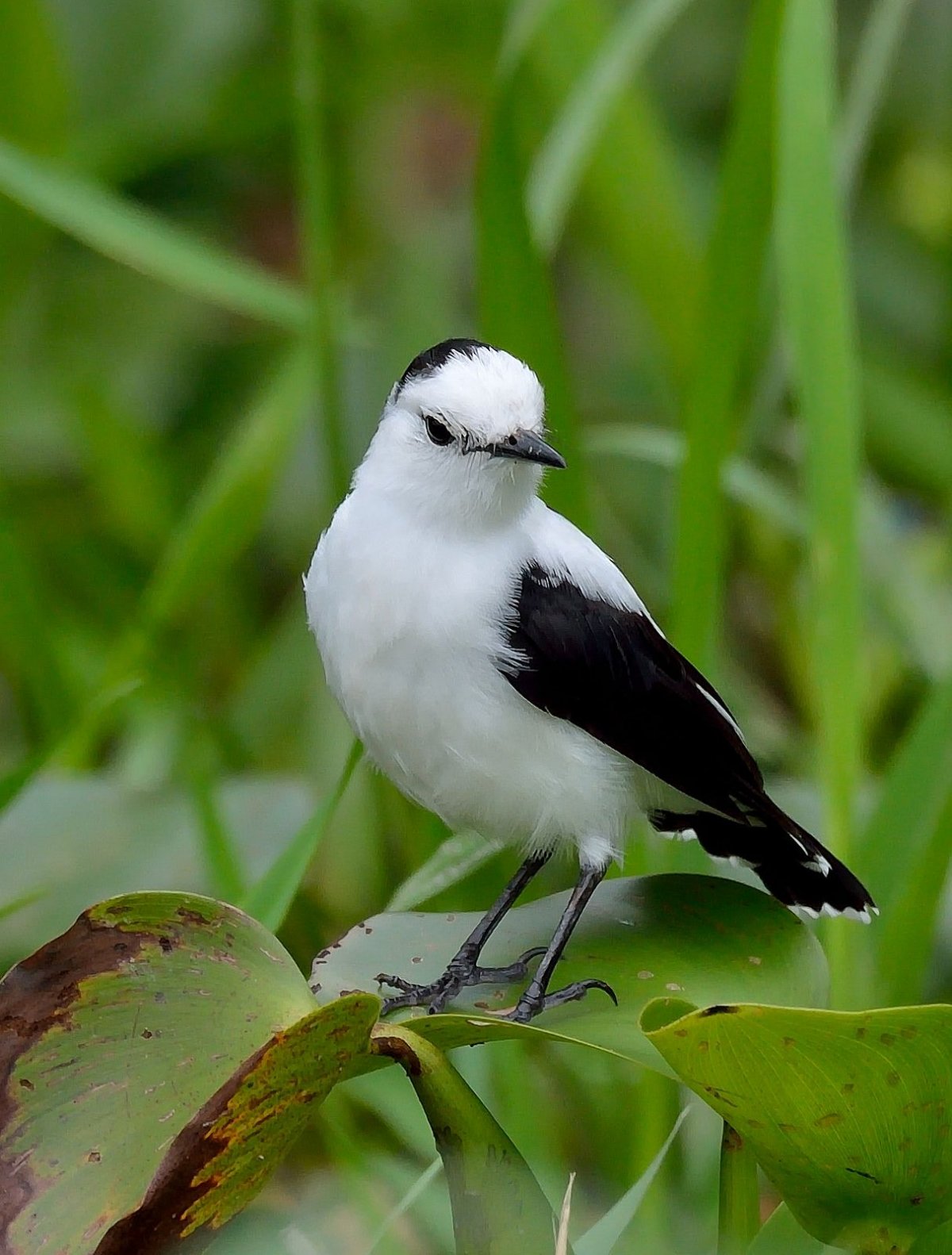 Птица черная с белым
