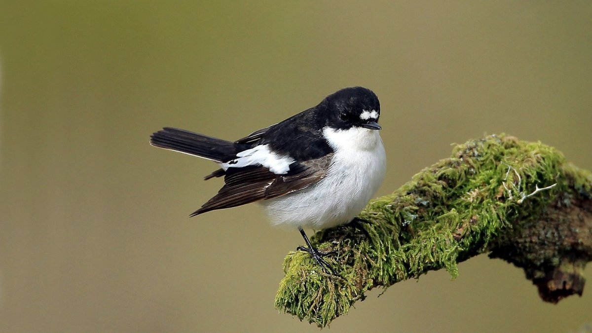 Маленькая черно белая птичка