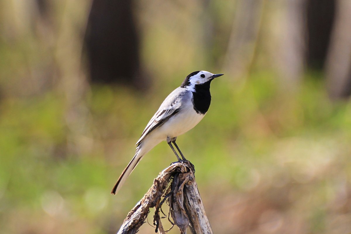 Мадагаскарская трясогузка