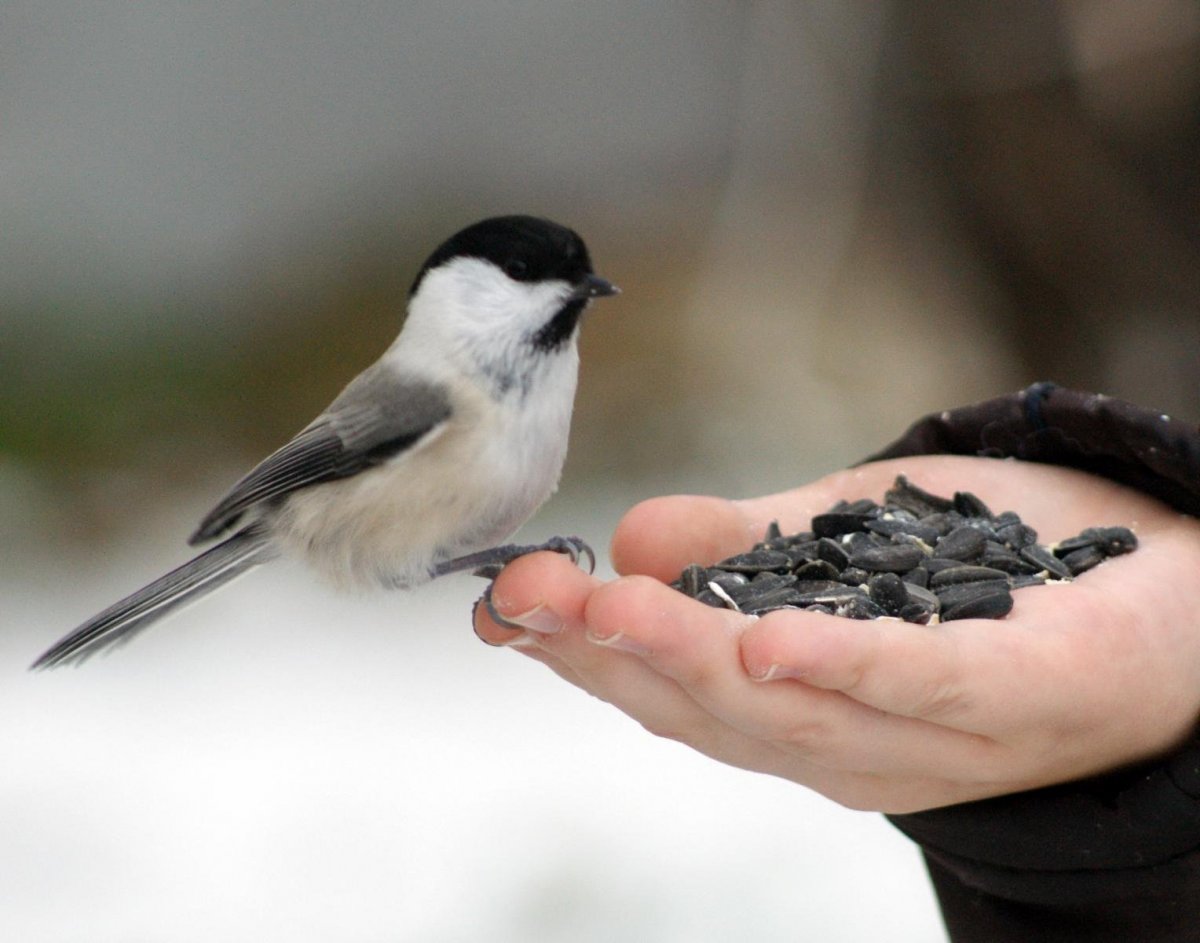 Маленькая черно белая птичка