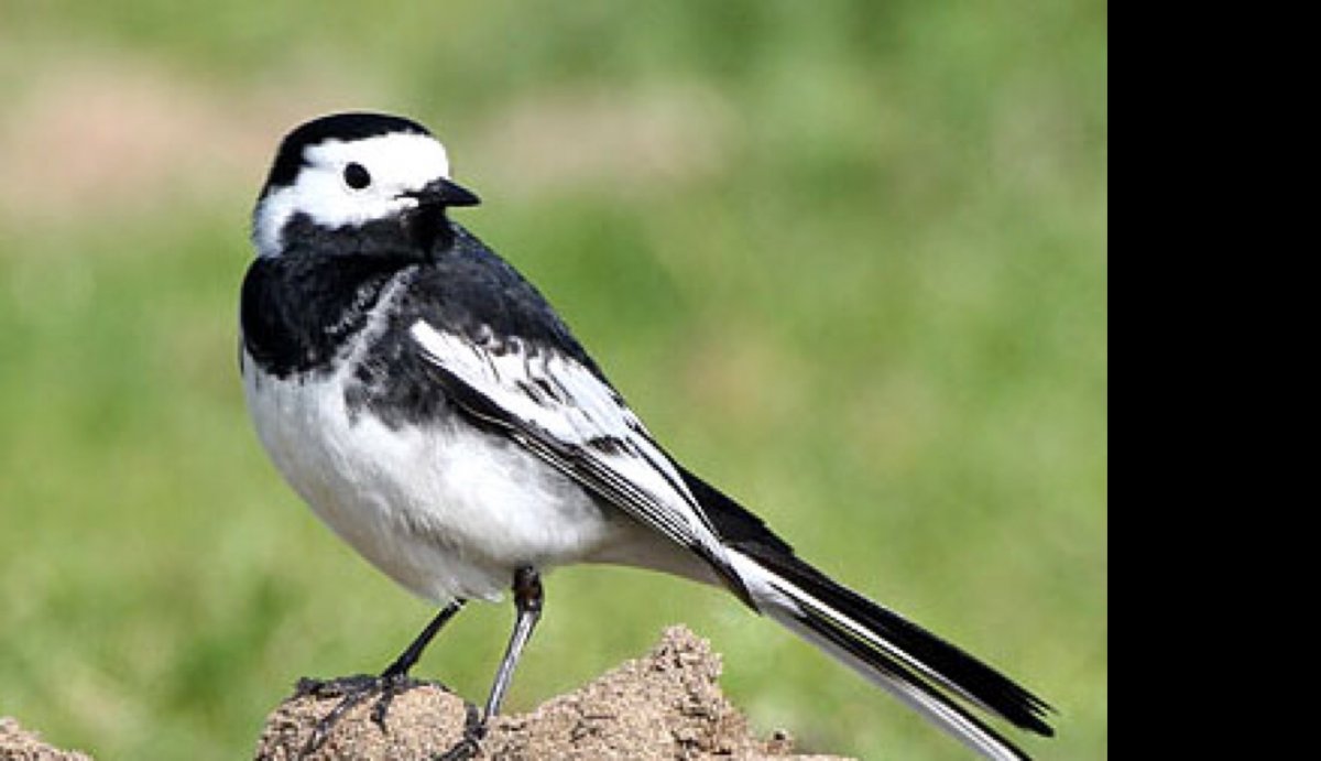 Видеокурс Wagtail