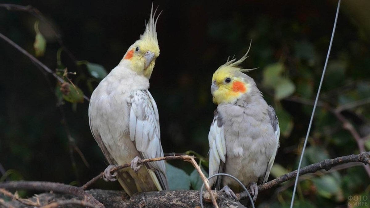 Нимфа корелла попугай