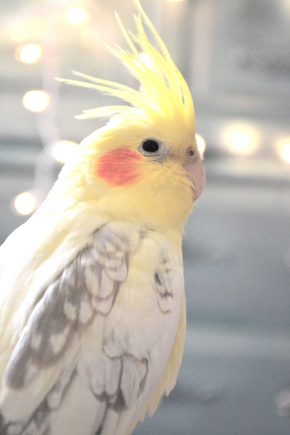 Попугай корелла лютино