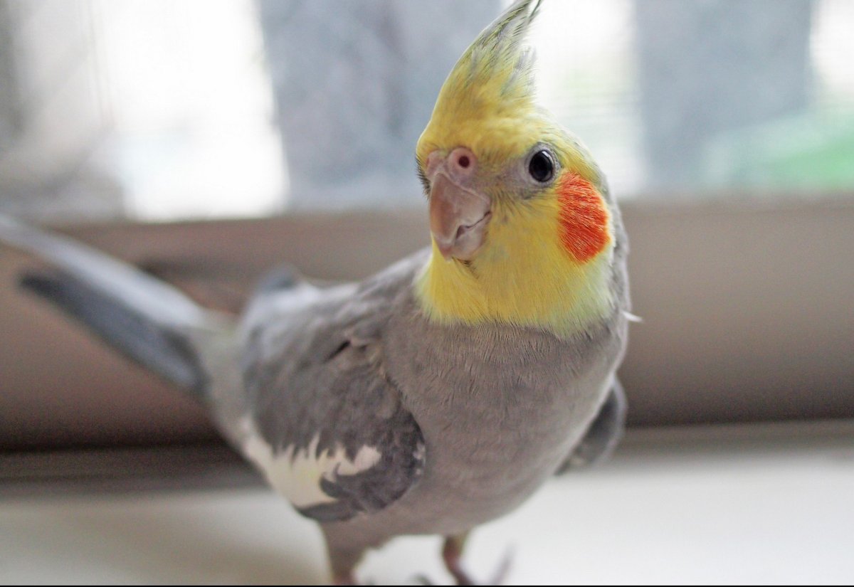 Лысый попугай корелла