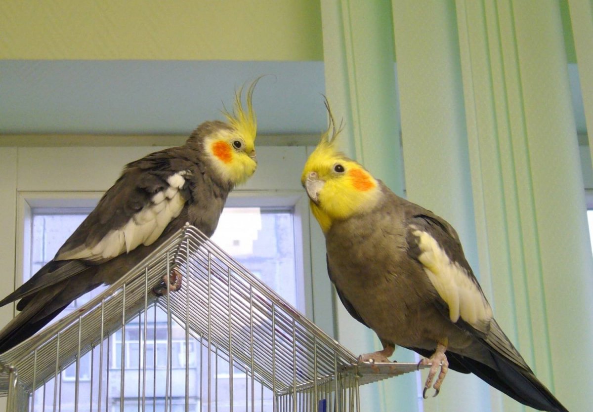 Попугаи кореллы