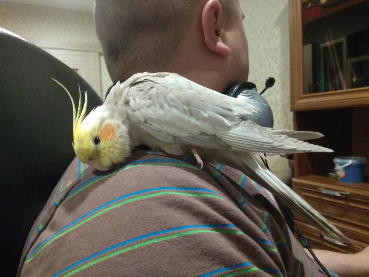 Корелла попугай 2 месяца