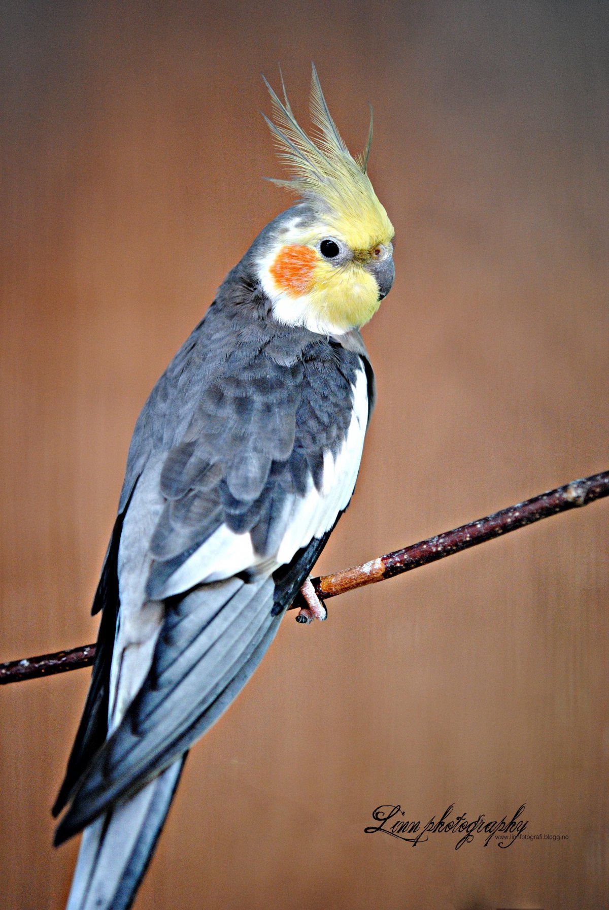 Попугай корелла