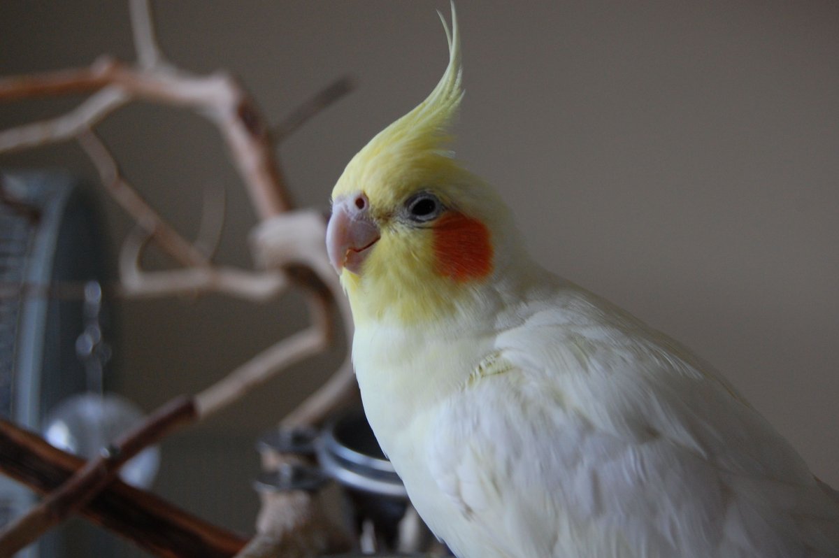 Корелла черный