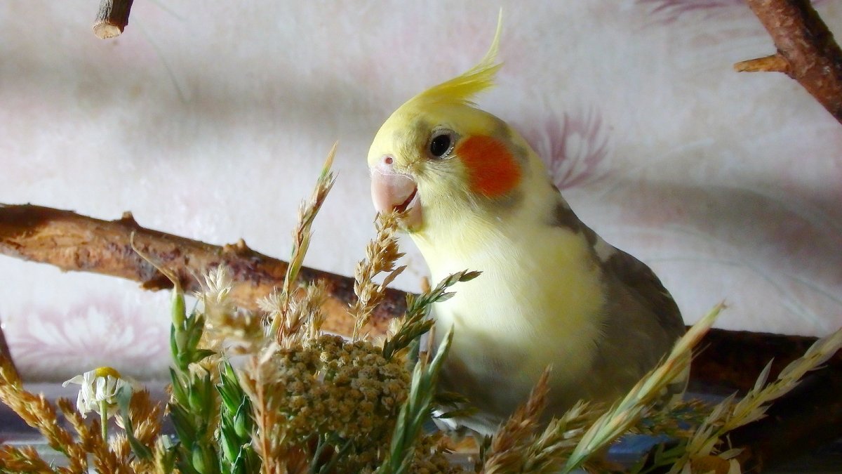 Попугай корелла фото