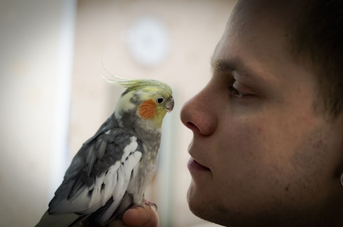 Попугаи кореллы