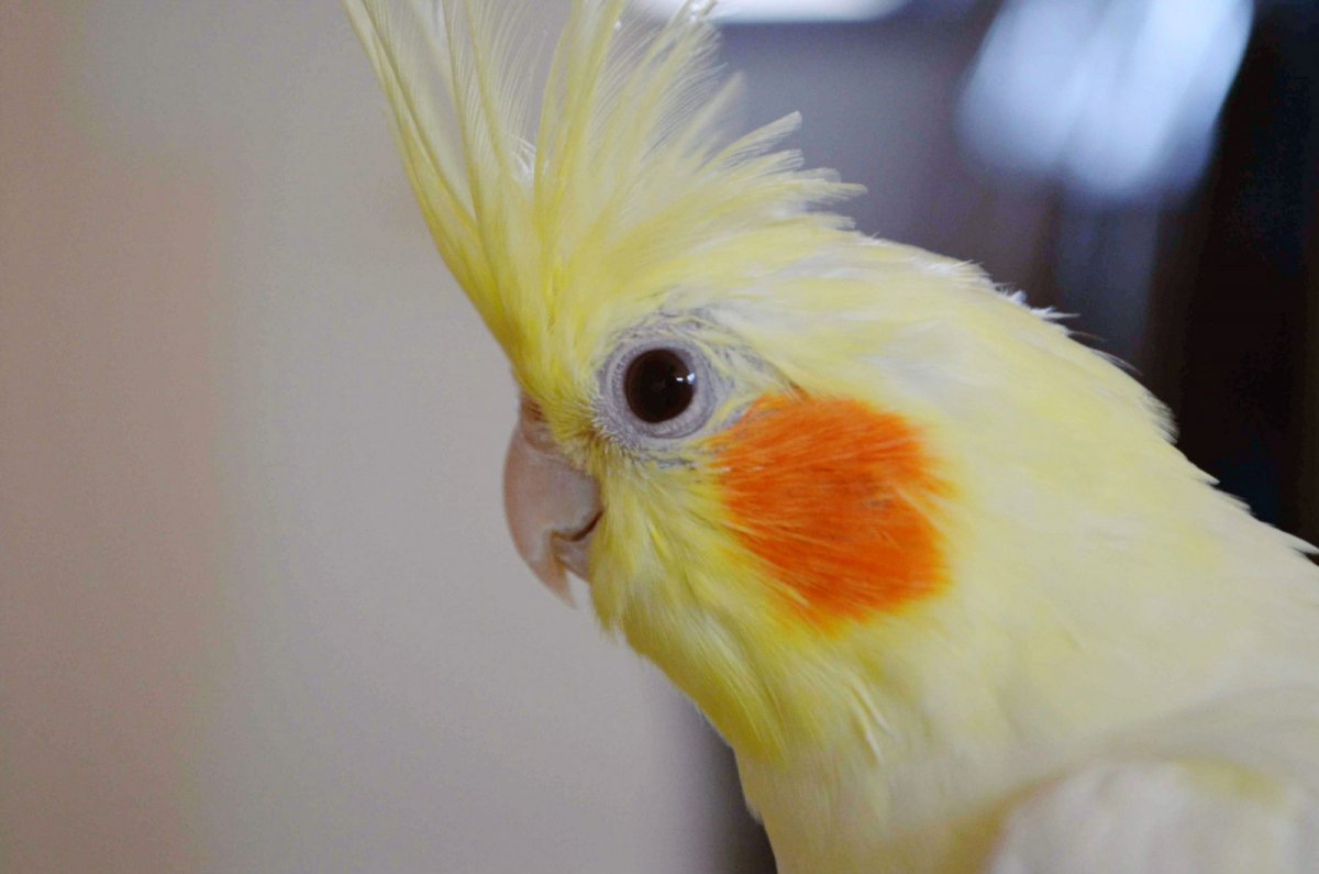 Какаду и корелла