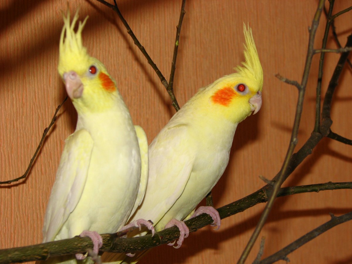 Попугай корелла