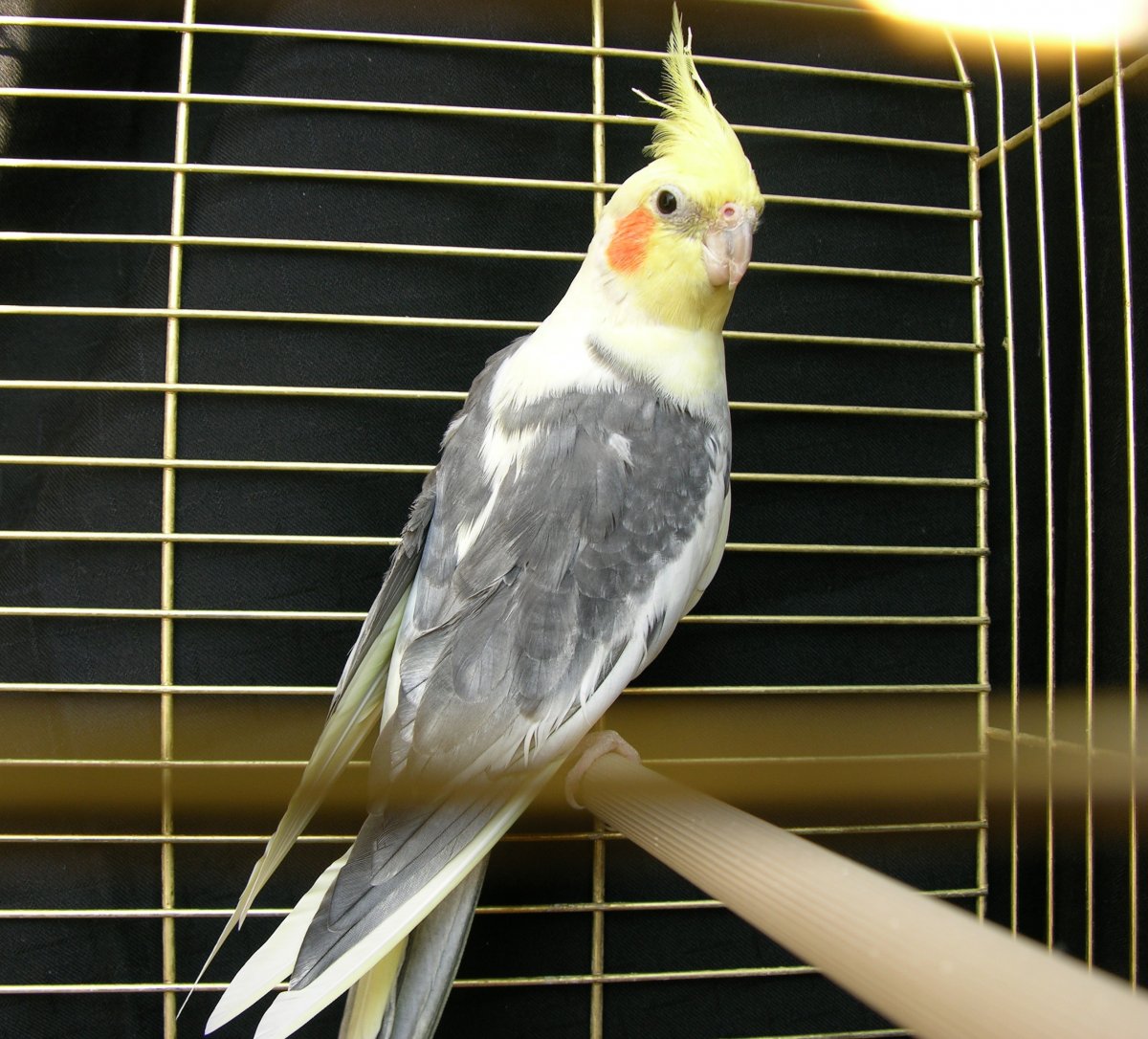 Керала попугай