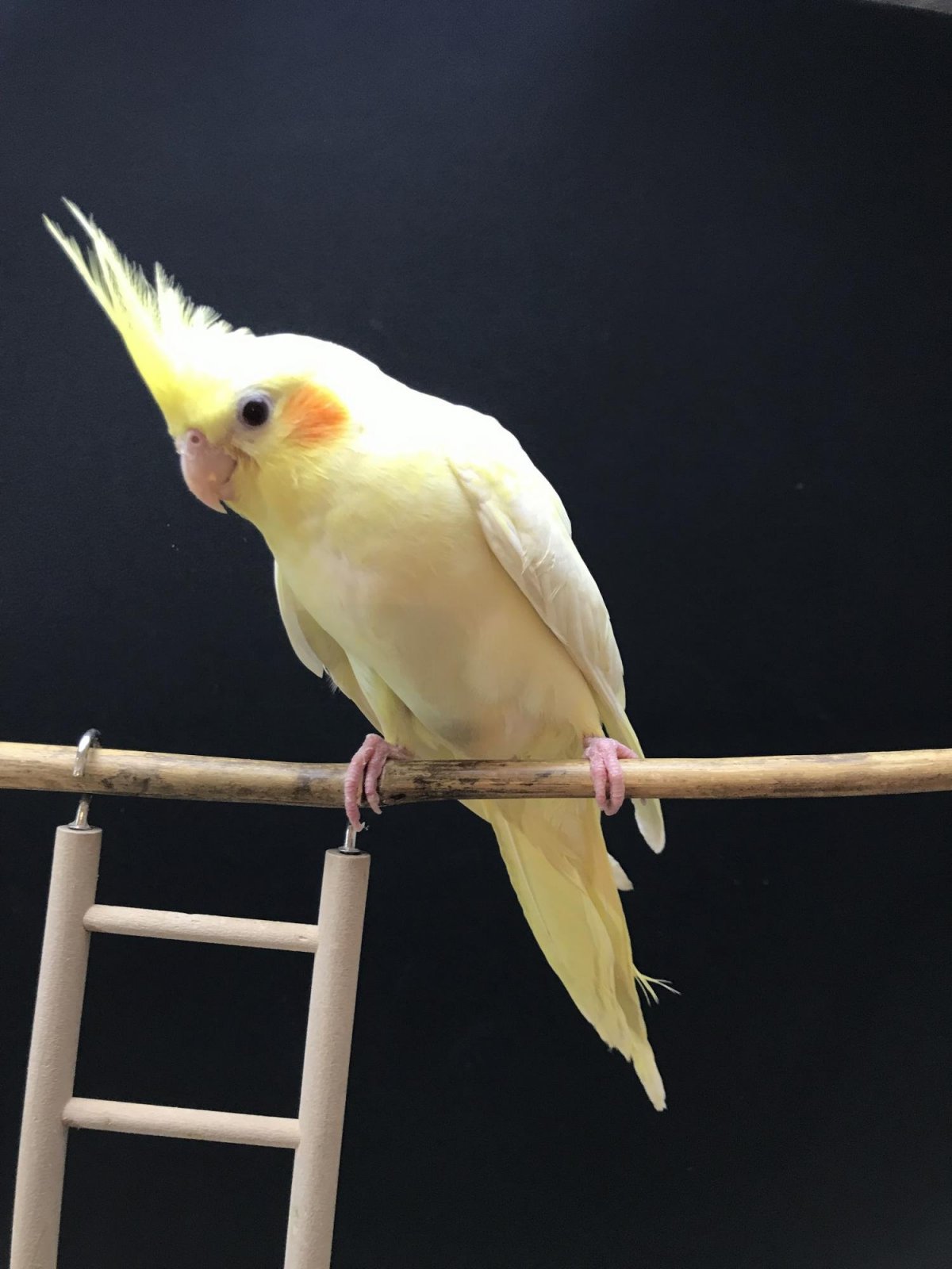 Какаду и корелла