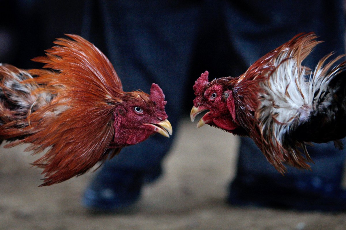 Бойцовая птица