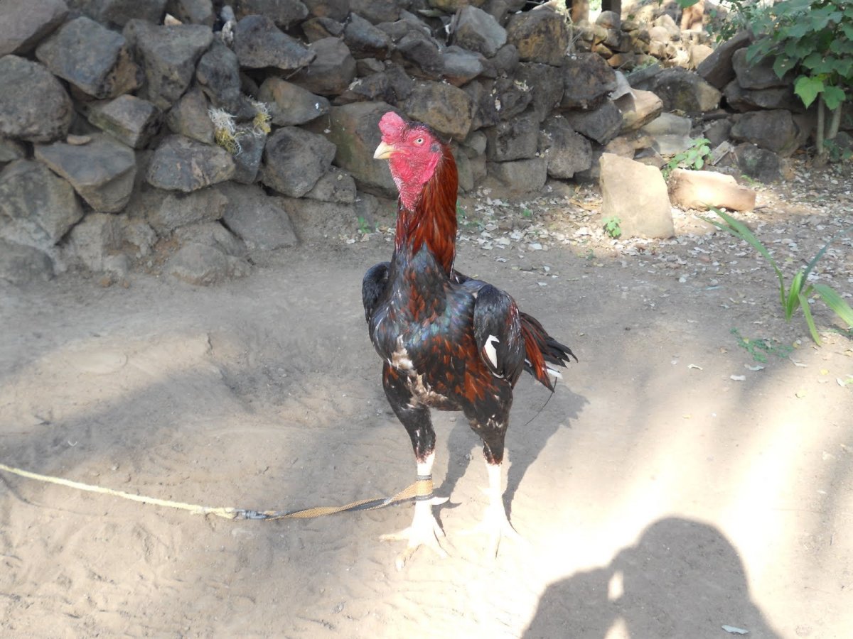 Бойцовский петух Шамо