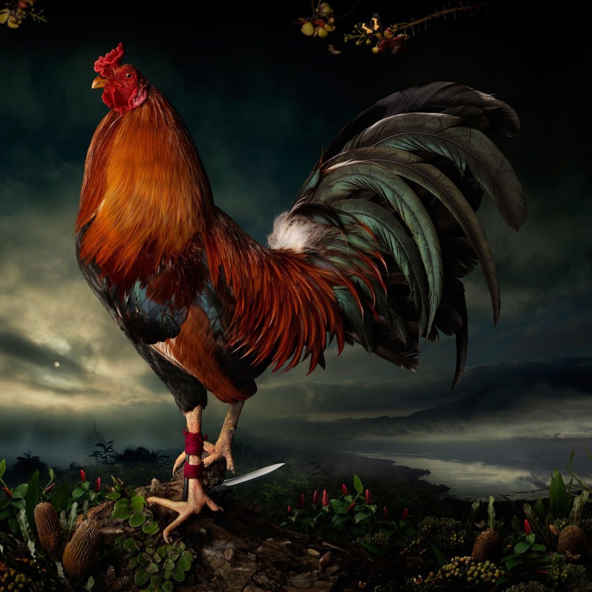 Золотистый петух