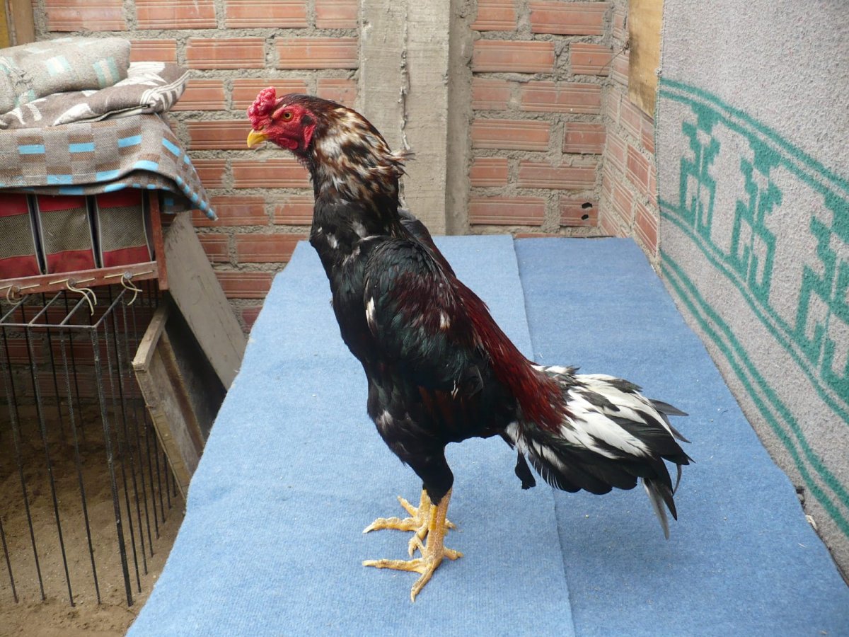 Бойцовые петухи Шамо