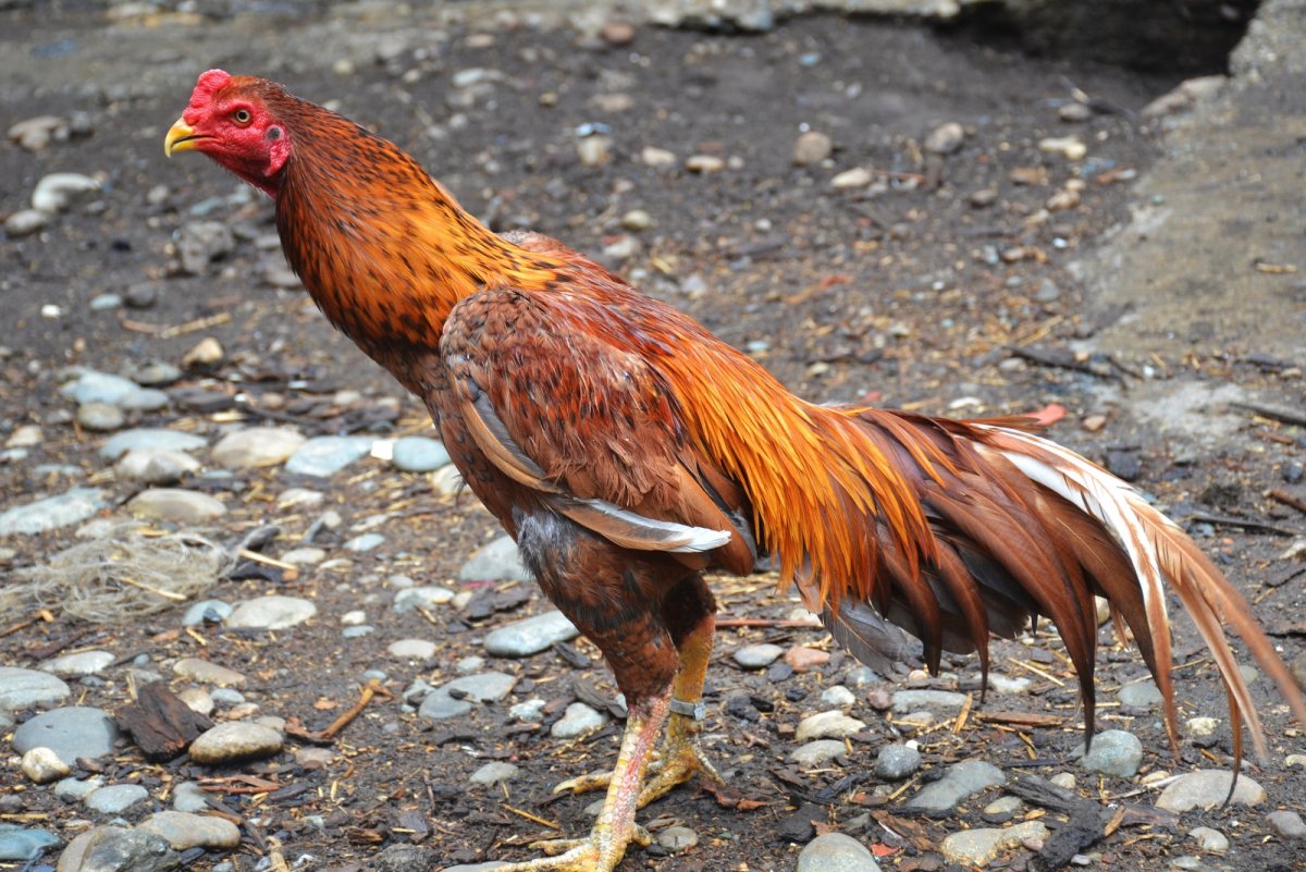 Бойцовские породы кур Азиль