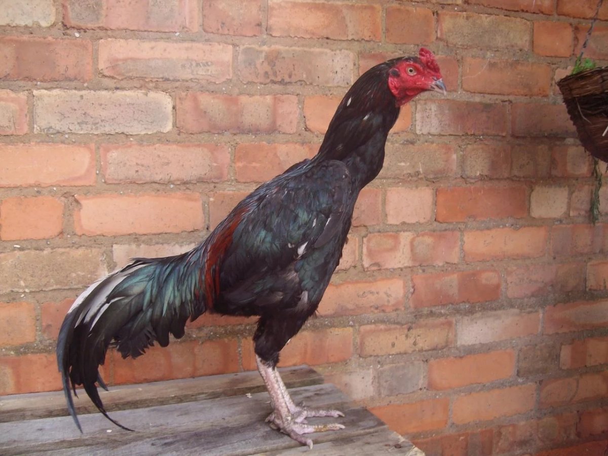 Азиль Бойцовая порода кур