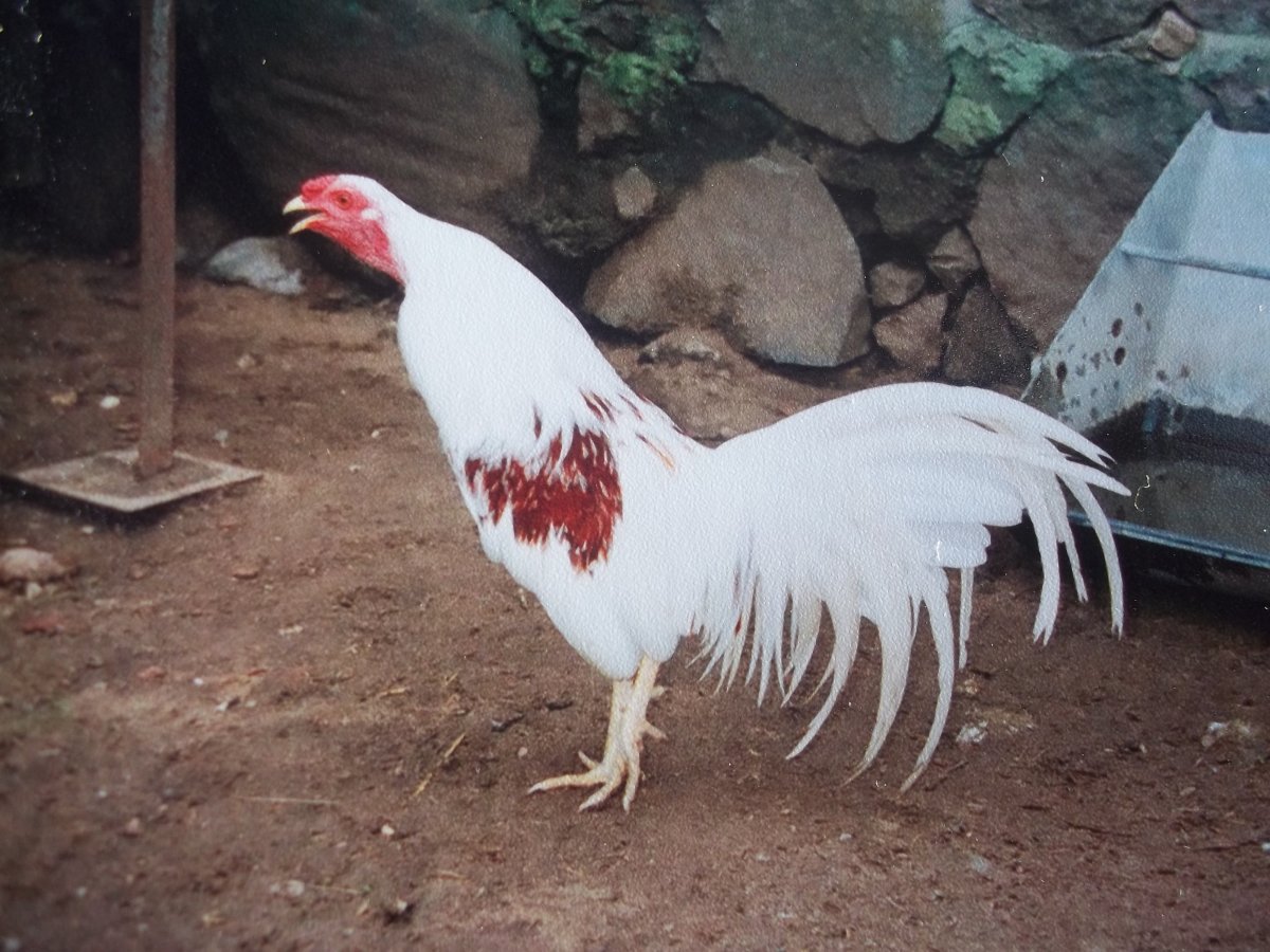 Ямато петух