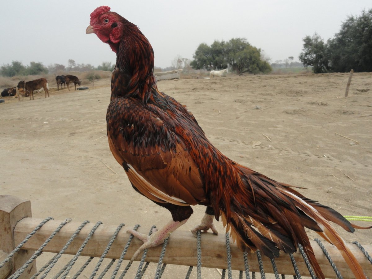 Бойцовые петухи породы Азиль