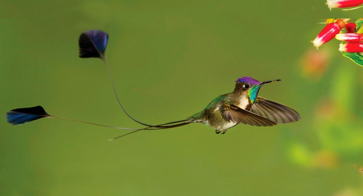 Лоддигезия ракетохвостый Колибри