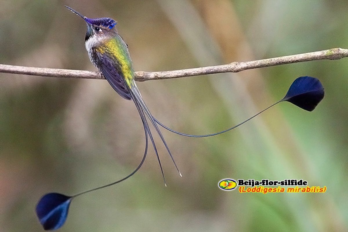 Дивный Шпательтэил