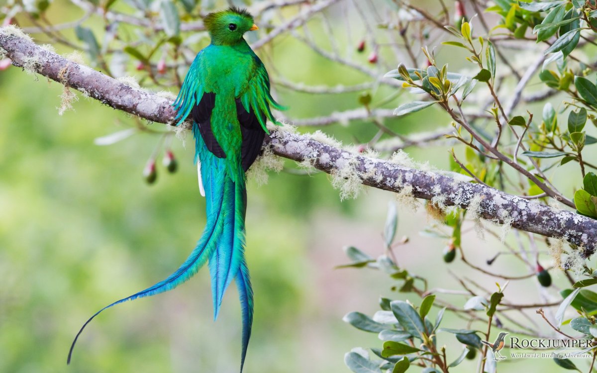 Птица Квезаль (кетцаль)