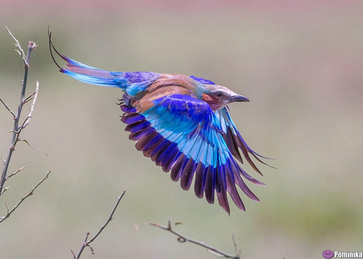 Сириновогрудая Сизорка