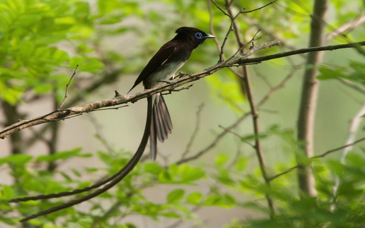 Сейшелы Райская мухоловка