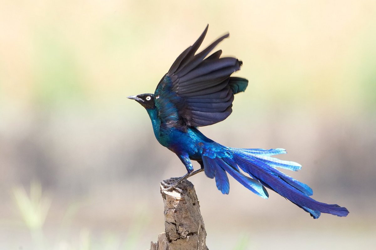 Синяя птица