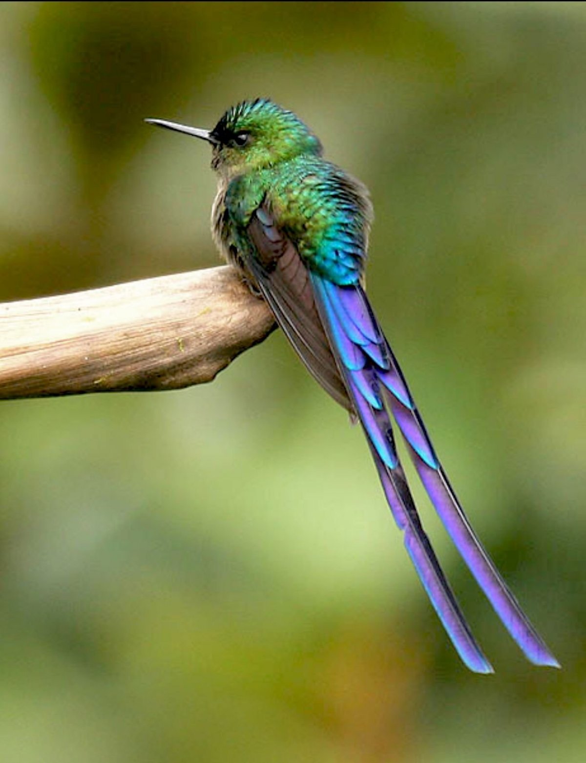 Длиннохвостый Колибри-сильф сильф Колибри