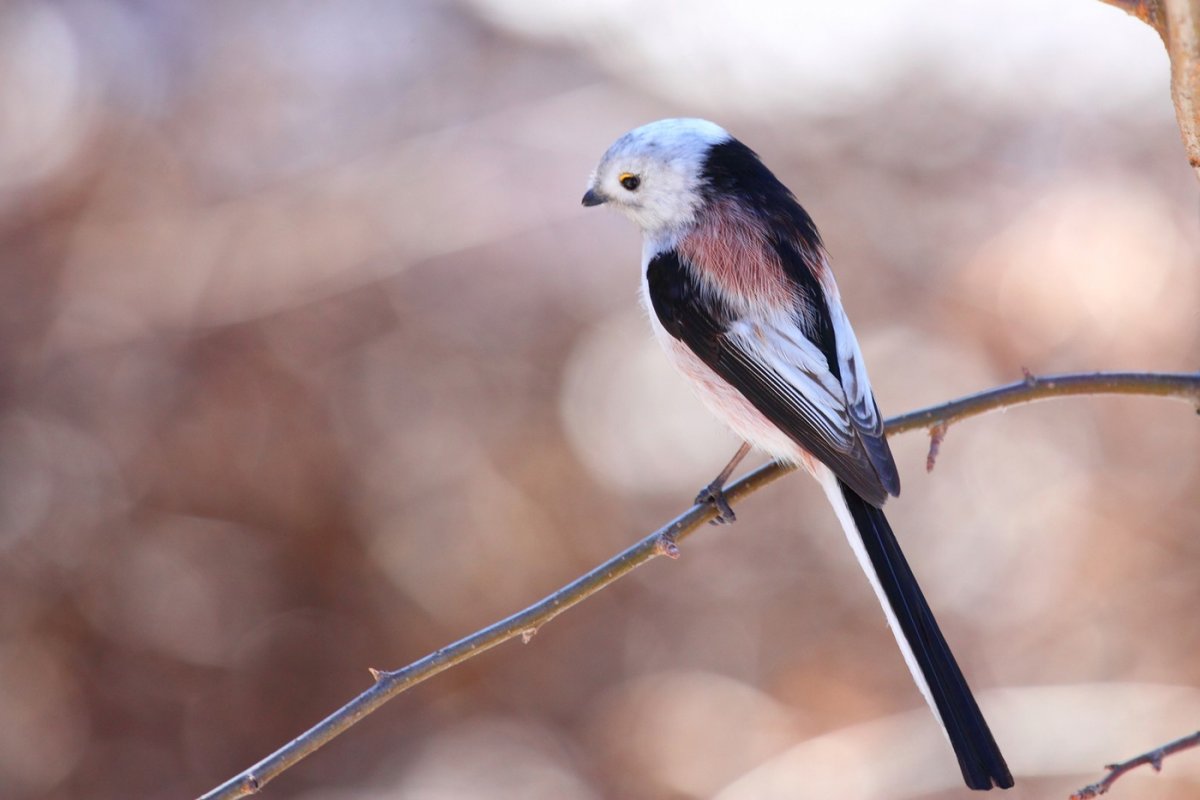 Длинннохвостая синичка