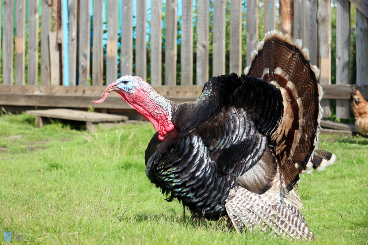 Рыжие индюки