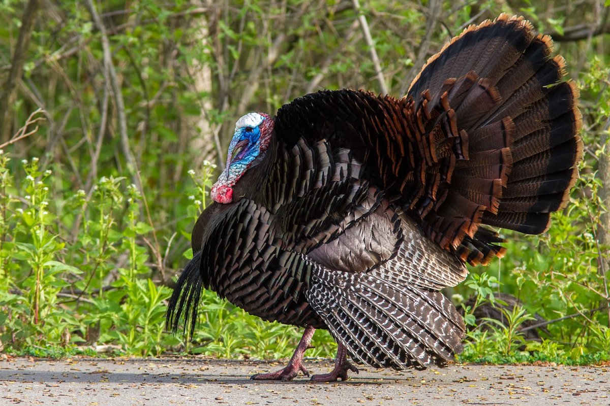 Бронзовая широкогрудая порода индеек